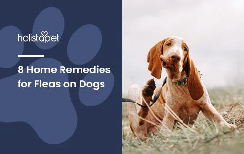 home remedies for dog fleas