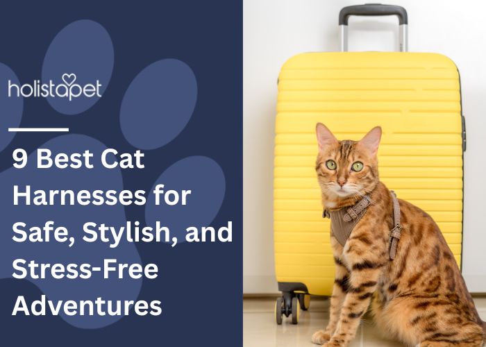 9 Best Cat Harnesses Featured blog Image by Holistapet. Shows a bangal wearing a harness sitting. in front of a yellow suitcase