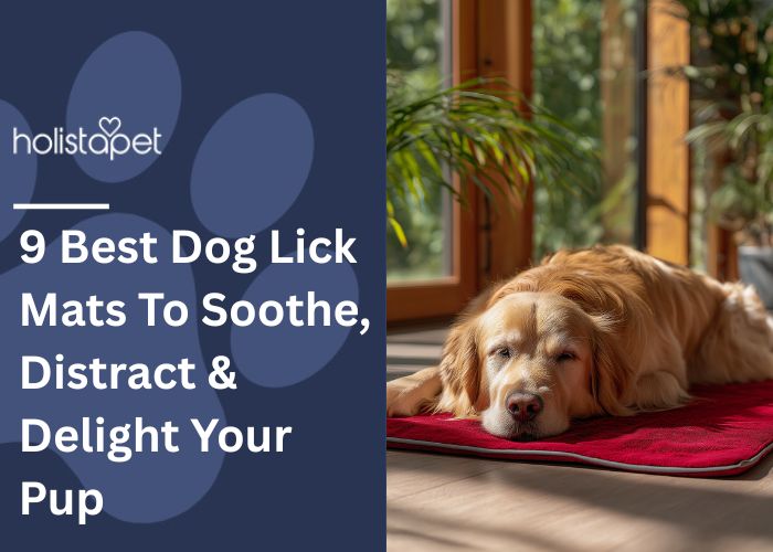 9 Best Dog Lick Mats Feature Image by HolistaPet