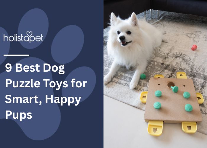 Dog puzzle toys featured image by Holistapet. Shows a small all white chihuahua dog looking up at the camera laying next to a puzzle toy.