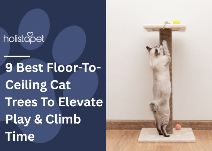 9 Best Floor-To-Ceiling Cat Trees Feature Image by HolistaPet