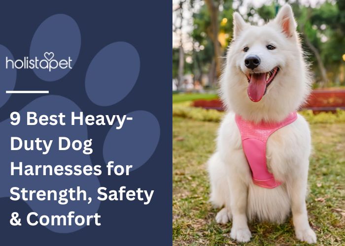 Heavy - Duty Dog Harnesses Featured Image By HolistaPet
