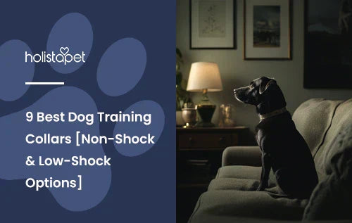 A black lab sitting on a couch with a collar on.