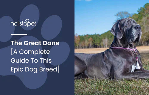The Great Dane: Information and fun facts!