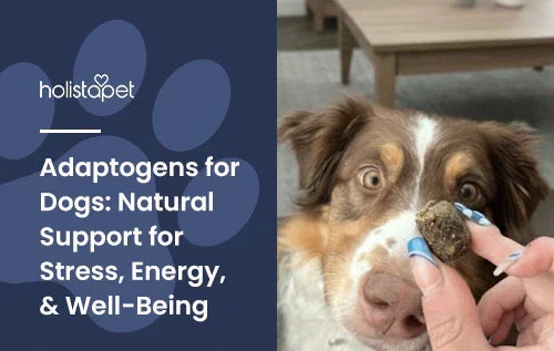 A dog looking at an adaptogen treat in a human's hand.