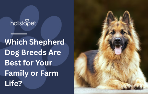 Which Shepherd Dog Breeds Are Best for Your Family or Farm Life?