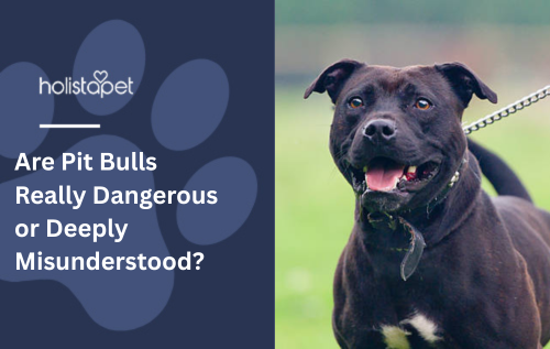 Are Pit Bulls Really Dangerous or Deeply Misunderstood?