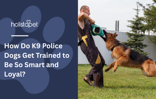 How Do K9 Police Dogs Get Trained to Be So Smart and Loyal?