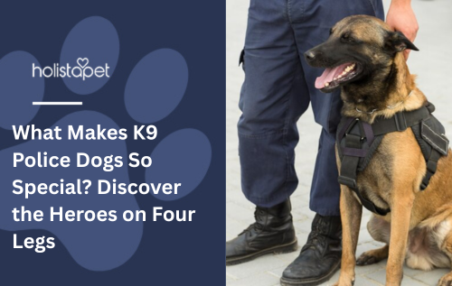 What Makes K9 Police Dogs So Special? Discover the Heroes on Four Legs 🐾