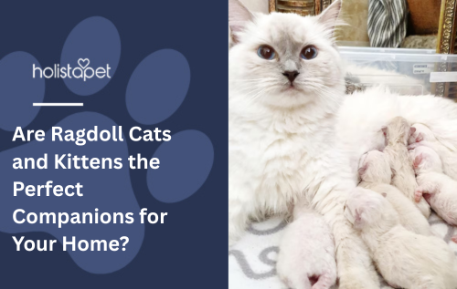 Are Ragdoll Cats and Kittens the Perfect Companions for Your Home?