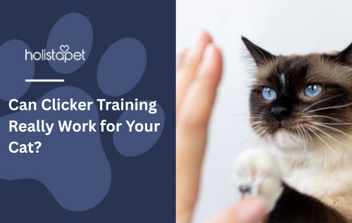 Can Clicker Training Really Work for Your Cat?
