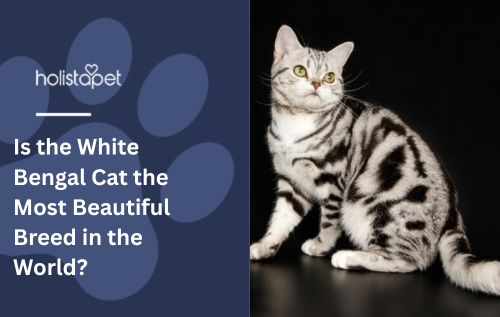 Is the White Bengal Cat the Most Beautiful Breed in the World?