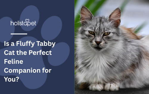 Is a Fluffy Tabby Cat the Perfect Feline Companion for You?