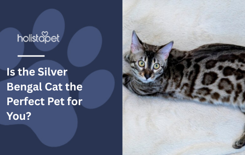 Is the Silver Bengal Cat the Perfect Pet for You?