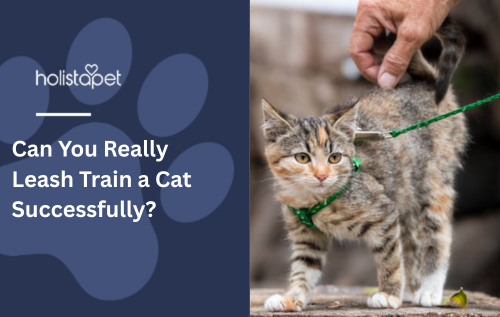 Can You Really Leash Train a Cat Successfully?