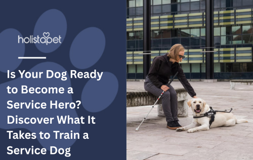 Is Your Dog Ready to Become a Service Hero? Discover What It Takes to Train a Service Dog