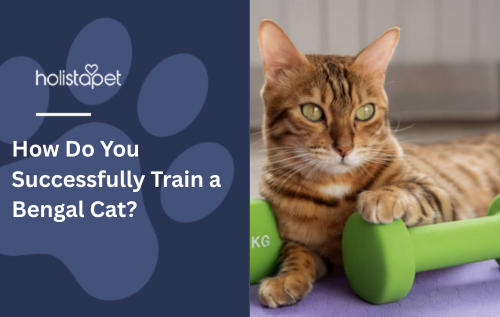 How Do You Successfully Train a Bengal Cat?