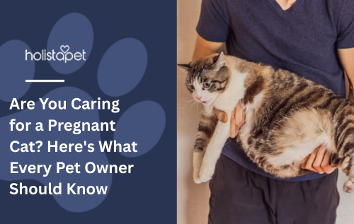 Are You Caring for a Pregnant Cat? Here's What Every Pet Owner Should Know