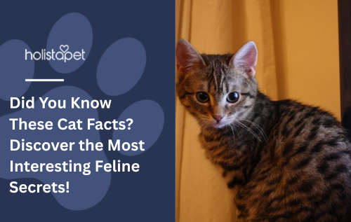 Did You Know These Cat Facts? Discover the Most Interesting Feline Secrets!
