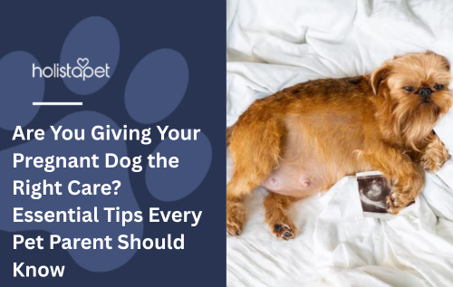 Are You Giving Your Pregnant Dog the Right Care? Essential Tips Every Pet Parent Should Know