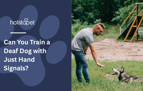 Can You Train a Deaf Dog with Just Hand Signals?