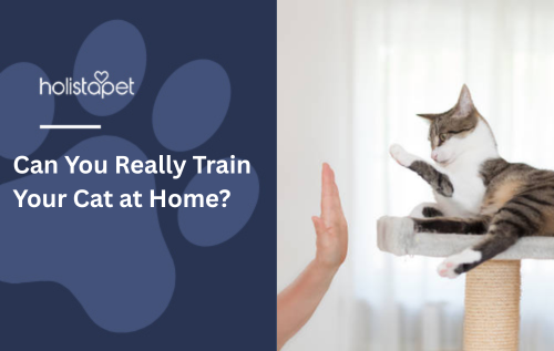 Can You Really Train Your Cat at Home?