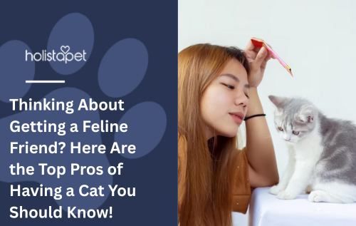 Thinking About Getting a Feline Friend? Here Are the Top Pros of Having a Cat You Should Know!