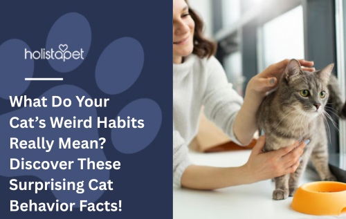 What Do Your Cat’s Weird Habits Really Mean? Discover These Surprising Cat Behavior Facts!