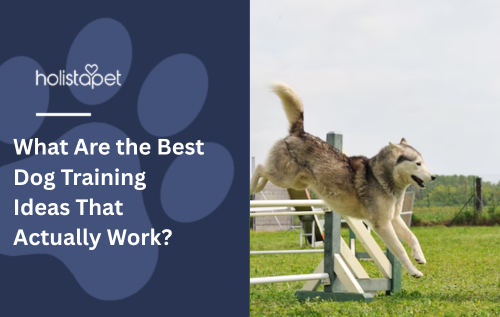 What Are the Best Dog Training Ideas That Actually Work?