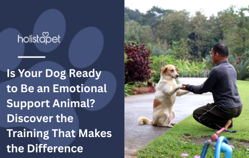 Is Your Dog Ready to Be an Emotional Support Animal? Discover the Training That Makes the Difference
