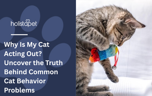 Why Is My Cat Acting Out? Uncover the Truth Behind Common Cat Behavior Problems
