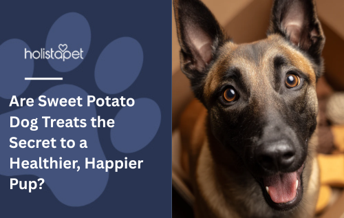 A German Shepherd looking up at a camera.