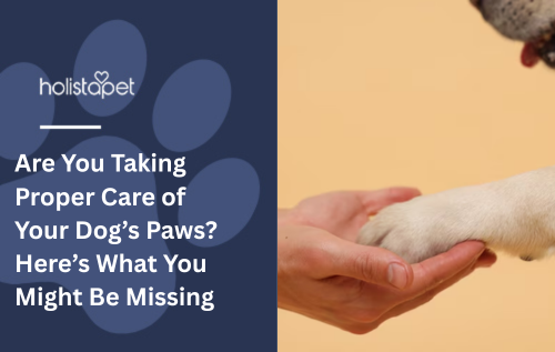 Are You Taking Proper Care of Your Dog’s Paws? Here’s What You Might Be Missing
