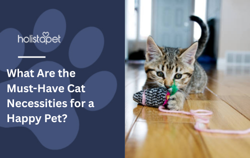 What Are the Must-Have Cat Necessities for a Happy Pet?