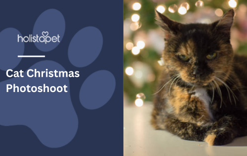 Cat Christmas Photoshoot