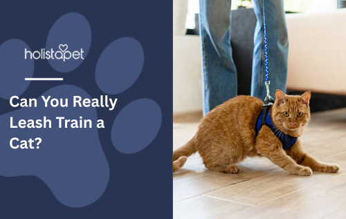 Can You Really Leash Train a Cat?