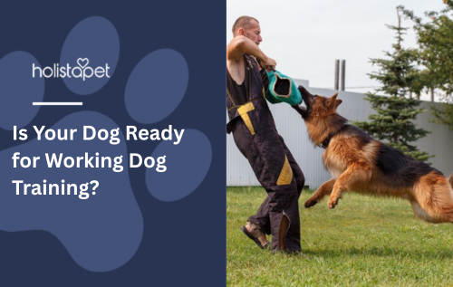 Is Your Dog Ready for Working Dog Training?
