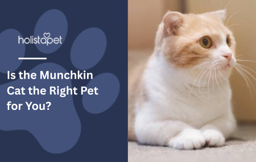 Is the Munchkin Cat the Right Pet for You?