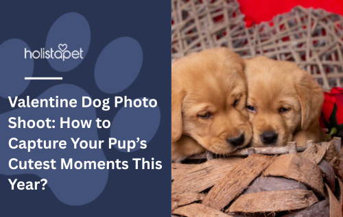 Valentine Dog Photo Shoot: How to Capture Your Pup’s Cutest Moments This Year?