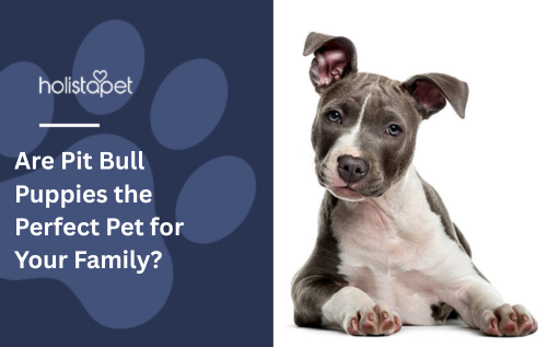 Are Pit Bull Puppies the Perfect Pet for Your Family?