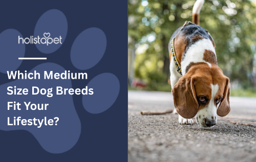 Which Medium Size Dog Breeds Fit Your Lifestyle?