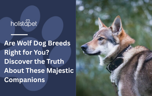 A wolf dog standing outside.