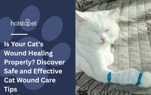Is Your Cat's Wound Healing Properly? Discover Safe and Effective Cat Wound Care Tips