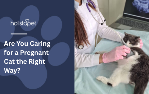 Are You Caring for a Pregnant Cat the Right Way?