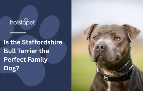 Is the Staffordshire Bull Terrier the Perfect Family Dog?