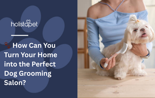 How Can You Turn Your Home into the Perfect Dog Grooming Salon?