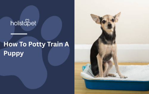 How To Potty Train A Puppy