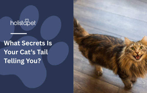 What Secrets Is Your Cat’s Tail Telling You?