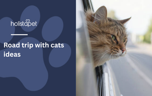 Road trip with cats ideas