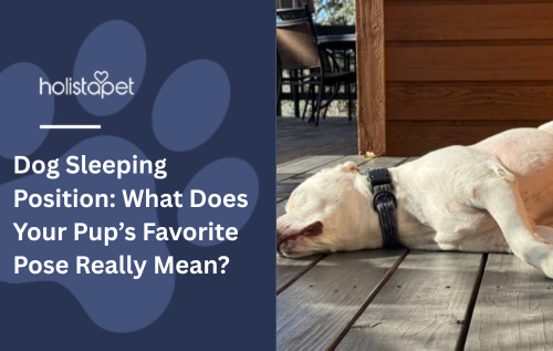 Dog Sleeping Position: What Does Your Pup’s Favorite Pose Really Mean?